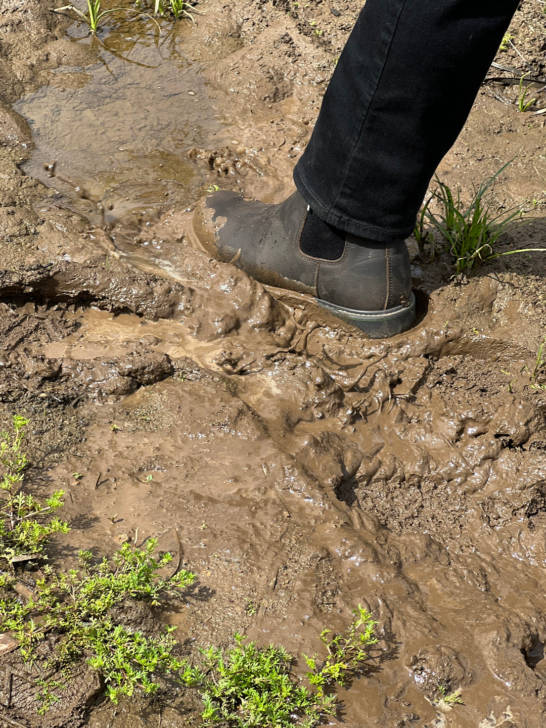 Rhino Boot